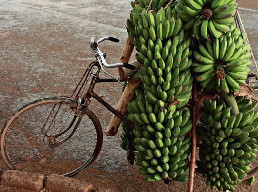 Roheline banaan ehk matoke