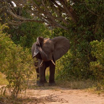 Queen Elizabethi rahvuspark Ugandas