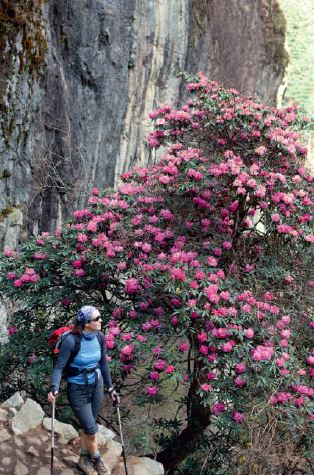 Rododendronisalu, Nepal